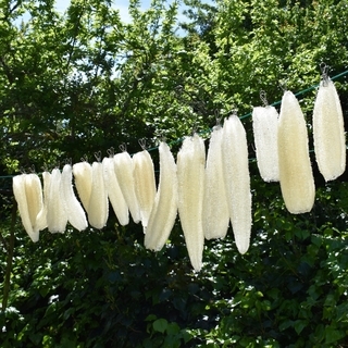 loofah being dried on the washing line