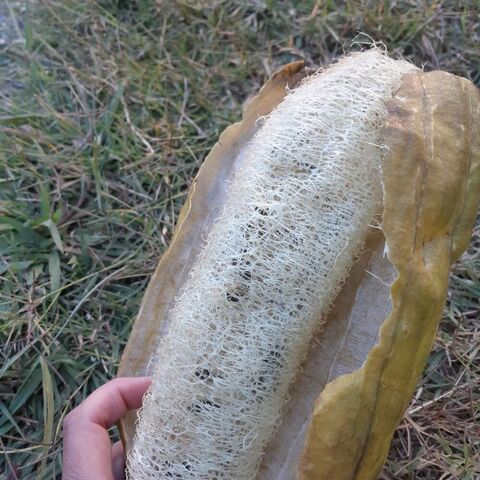 Peeling a natural loofah that is ready to use